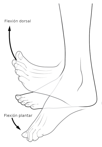 Flexión del pie