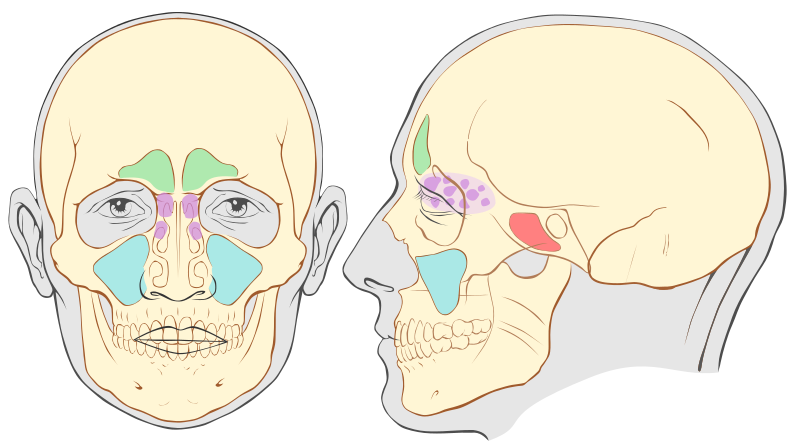 Huesos neumatizados en la cara