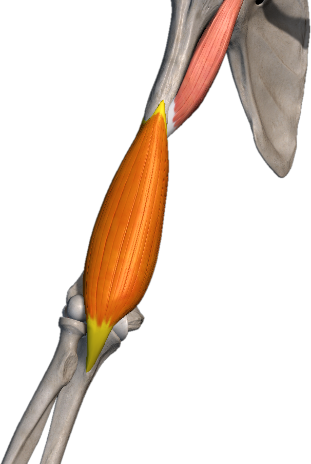 Músculo braquial